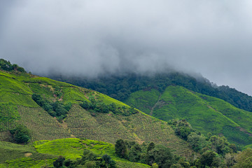 Tea plantation in front of tropical rain forest covered by clouds