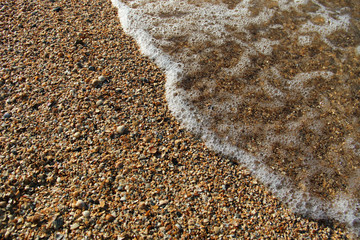  many seashells on the seashore