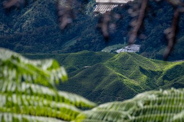 Tea plantations covering valleys and mountains of Cameron Highlands in Malaysia