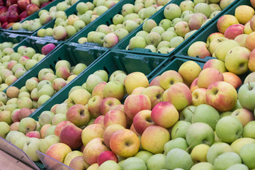 Showcase with apples in a supermarket. A lot of green apples. The choice of products. Fruit