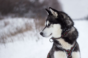 Siberian husky of a red color for a walk in a snowy forest