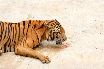 Close up tiger eatting meat on cement floor in thailand