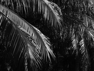 coconut leaf black and white style