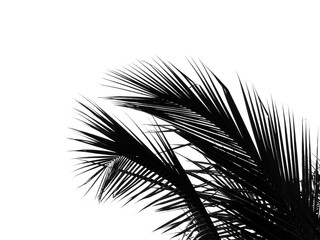 Obraz premium beautiful palm leaf on white background