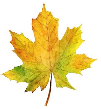 Beautiful yellow leaf maple. Watercolor hand painted illustration, autumn leaf isolated on white background.