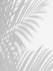 shadow of palm leaves on white wall background