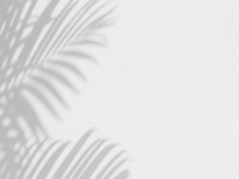 shadow of palm leaves on white wall background