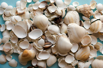 Shells isolated on a blue background