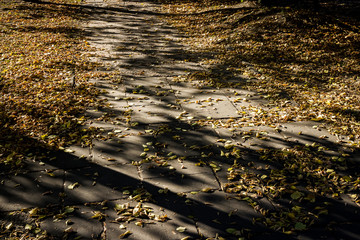 Autumn leaves on sidewalk