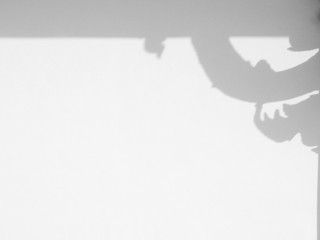 white wall with shadow background