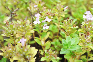 イブキジャコウソウ