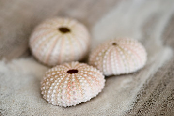 Fototapeta na wymiar Sea Urchin Shells And Sand
