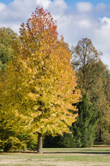 golden tree in autumn sun