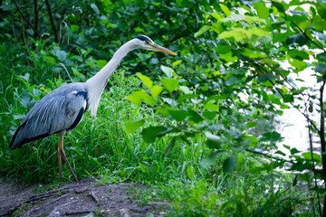 Garza Real. Ardea Cinerea