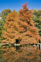 Obraz premium golden tree in autum sun