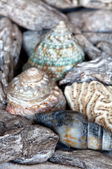 Some Shell And Driftwood Close-up