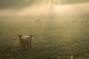 Schafe im Frühnebel auf den Ruhrwiesen in Duisburg