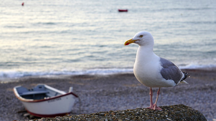 Sea gull on the seashore on the background of the boat is posing for the photographer.