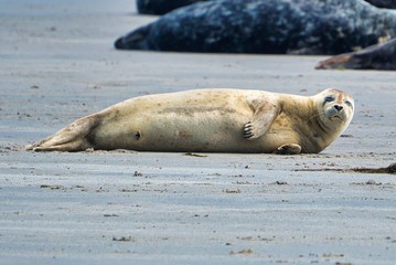 Grey seal on Heligoland