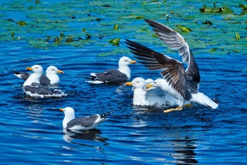 european herring gull on heligoland