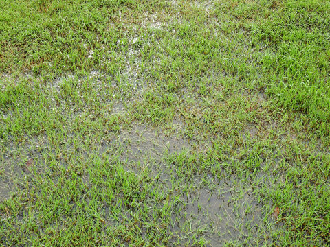 wet green grass lawn with water texture