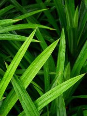 fresh green pandan leaf with water drop