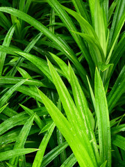 fresh green pandan leaf with water drop