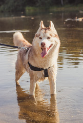 Husky portrait. Young husky dog on a walk in the water. Husky breed. Light fluffy dog. Walk with the dog. Dog on a leash. Pretty dog. A pet