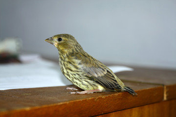 Wild young bird