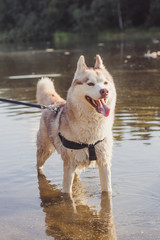 Husky portrait. Young husky dog on a walk in the water. Husky breed. Light fluffy dog. Walk with the dog. Dog on a leash. Pretty dog. A pet