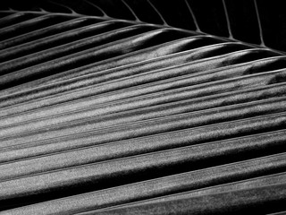 black and white coconut leaf with light and shadow