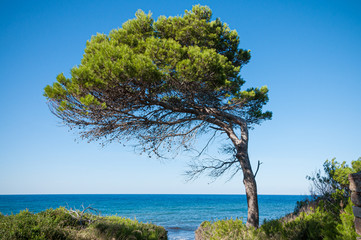 Fototapeta na wymiar Baum am Meer
