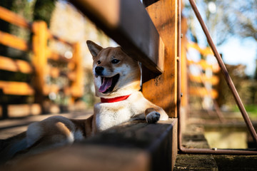 chien shibainu repos heureux