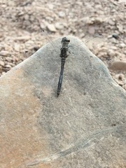 stone in sand