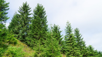 Fototapeta premium Typical mountain spruce forest in The Orlicke Mountains, mountain range, Czech Republic