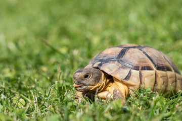 marginated tortoise (Testudo marginata) eats clover..