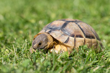 marginated tortoise (Testudo marginata) eats clover..