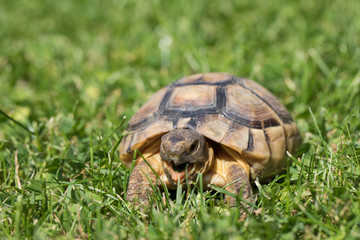 marginated tortoise (Testudo marginata) eats clover..