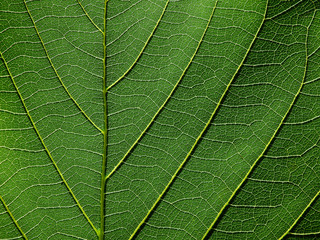 detail of green leaves texture macro style
