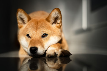 chien shibainu couché