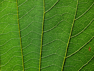 detail of green leaves texture macro style