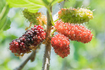 red berries on a branch