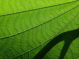 green leaves of orchid tree (Bauhinia purpurea)