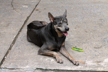 A fat black dog lay on a concrete road sticking his tongue on a hot day.