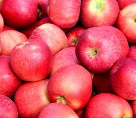 Fototapeta na wymiar Apfelbaum - Äpfel - Apfelernte - Hintergrund und Textur