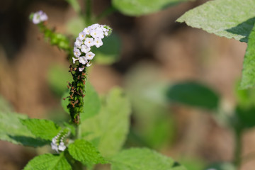 Colorful flower on tropical foliage nature background. Close up white flower with grass background.