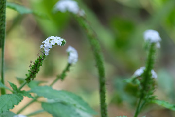 Colorful flower on tropical foliage nature background. Close up white flower with grass background.