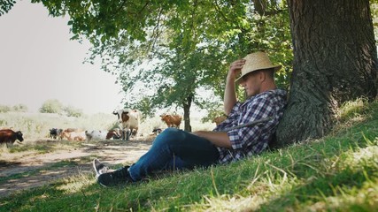 Young villager man shepherd in straw hat with his flock of cows lying near the tree with a rural background