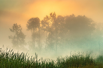 Fototapeta na wymiar Foggy pastel colored light with trees and grass in foreground background wallpaper