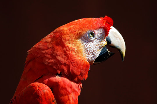 Close-up of a Scarlet Macaw (Ara Macao). Tambopata, Amazon Rainforest, Peru